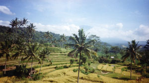 Bali