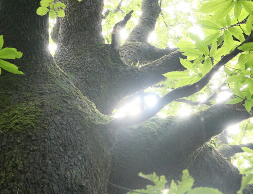 Dimanche 9 novembre 2025: Plantation d’arbres chez Marion
